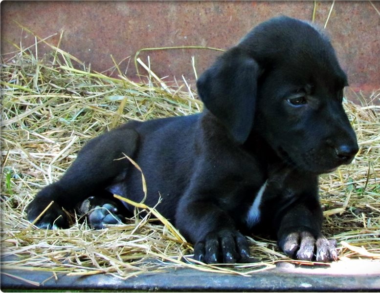 Cute Great Dane Puppies Image eClassifieds4u