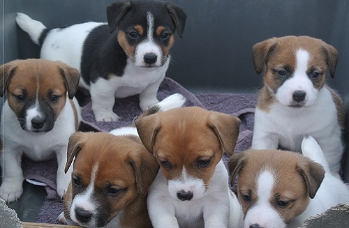 Cute Jack Russell Terrier puppies Available Image eClassifieds4u