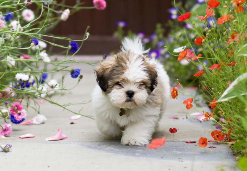 Cute Lhasa Apso Puppies Image eClassifieds4u