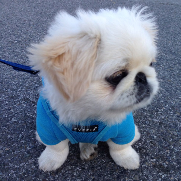 Cute Pekingese Puppies Image eClassifieds4u