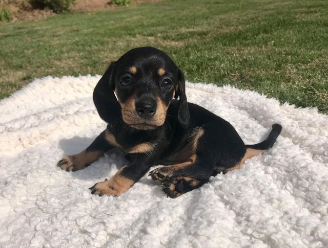 dachshund puppies for free adoption Image eClassifieds4u