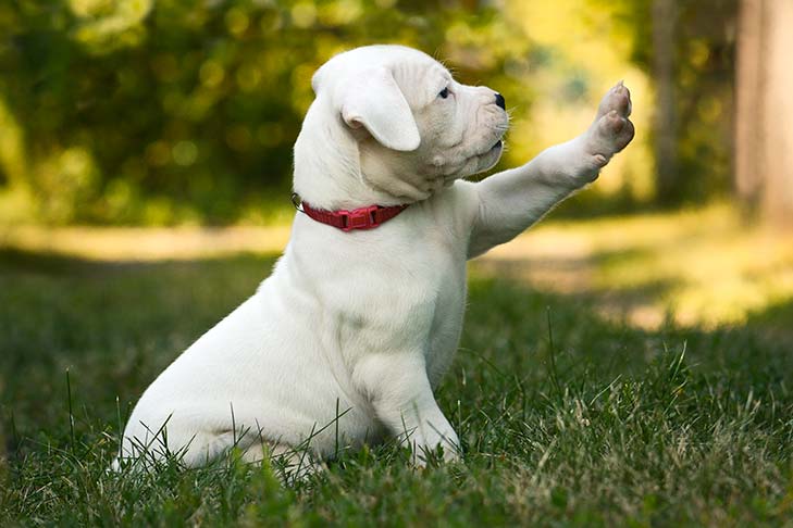 Dogo Argentino Puppies For free Image eClassifieds4u