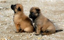 ♥‿♥ Ckc ✿ Belgian Shepherd ✿ Puppies Email at ✔ ✔ [peterbrooke200@gmail.com] Image eClassifieds4U