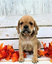 ♥‿♥ ✿ Ckc ✿ Puggle ✿ ✿ Puppies [___] Email at ✔ ✔ [ peterbrooke200@gmail.com] Image eClassifieds4U
