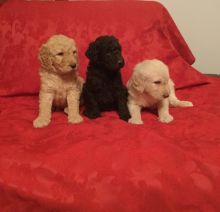 Accommodating Goldendoodle puppies ready Image eClassifieds4U