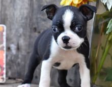 Adorable Boston terrier puppies Image eClassifieds4U
