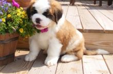 Adorable Saint Bernard Puppies for free Image eClassifieds4U