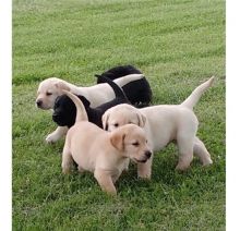 Cute Labrador Retriever Puppies Available, Image eClassifieds4U