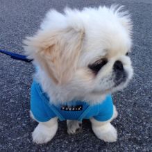 Cute Pekingese Puppies Image eClassifieds4U