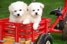 Playful Bichon Frise Puppies For free ....Now. Image eClassifieds4U