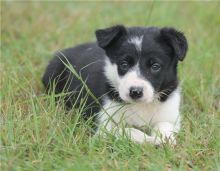 Sweet Border Collie Puppies Image eClassifieds4U
