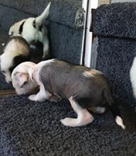 Wonderful Chinese crested pups Available Image eClassifieds4U