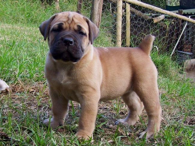 Male and Female Boerboel puppies for free Image eClassifieds4u