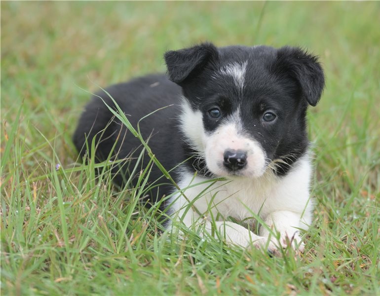 Sweet Border Collie Puppies Image eClassifieds4u