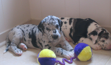 Merlequin & harlequin Great dane puppies ready