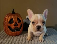 2 French bulldog puppies