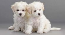 Adorable male and female Bichon frise puppies