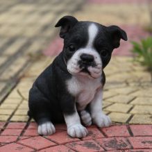 Beautiful AKC registered Boston terrier puppies available