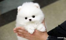 Beautiful Pomeranian puppies Available .