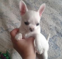 GORGEOUS Chihuahua puppies available
