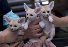 Male and Female Fennec Fox available