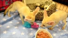 Male and Female Fennec Fox available