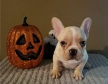 male and female French bulldog puppies