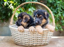 Male and female German shephert puppies.