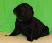 Two Labrador puppies for sale