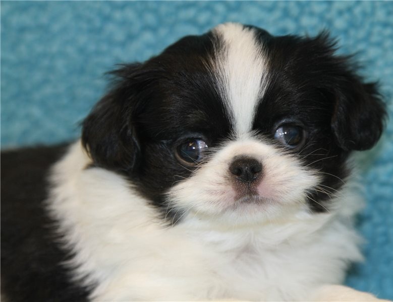 2 Japanese Chin puppies Image eClassifieds4u