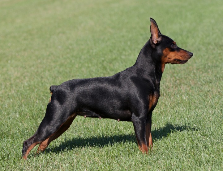Cute Pinscher puppies Image eClassifieds4u