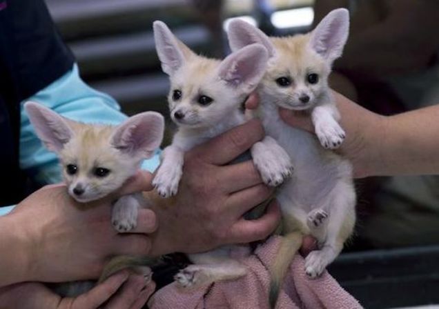 Male and Female Fennec Fox available Image eClassifieds4u