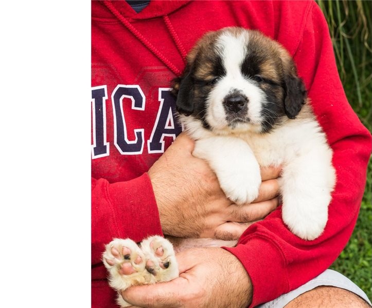 St. Bernard puppies Image eClassifieds4u