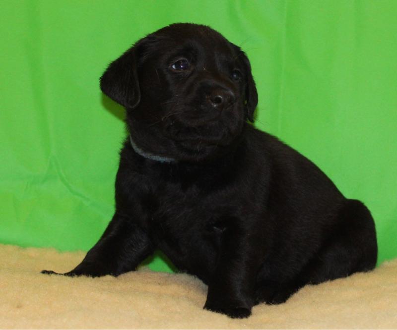 Two Labrador puppies for sale Image eClassifieds4u