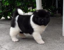 Available Akita puppies.