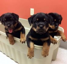 Beautiful male and female Rottweiler puppies.