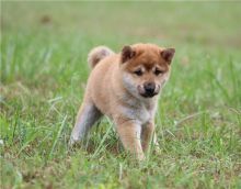 Cute Shiba Inu puppies
