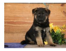 German Shepherd puppies