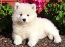 male and female Samoyed puppies