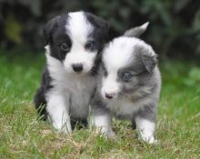 Two Lovely Border collie puppies available.