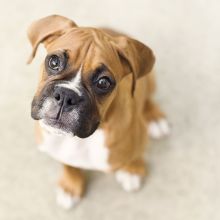 Very healthy and cute Boxer Puppies