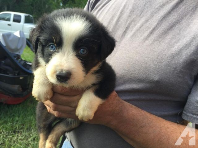 Adorable male and a female Australian Shepherd puppies, Image eClassifieds4u