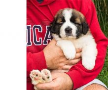 Lovely St. Bernard puppies Image eClassifieds4U