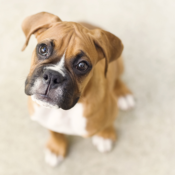 Very healthy and cute Boxer Puppies Image eClassifieds4u