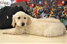 Adorable Male And Female Adorable Male And Femalegolden ritriver puppies
