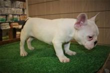 Gorgeous french Bulldog puppies available