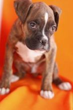 Red and White Boxer Puppies