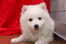 Two pomerainian puppies Needs a New Family