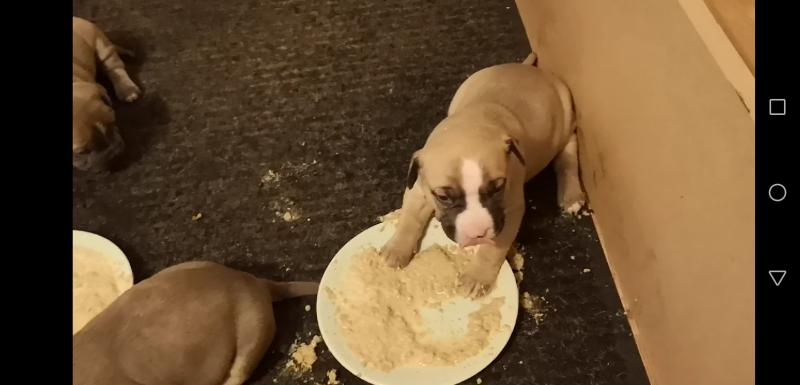 American Staffordshire Terrier Puppies Image eClassifieds4u
