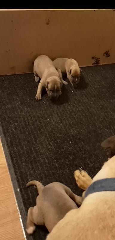 American Staffordshire Terrier Puppies Image eClassifieds4u